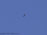 Newcastle_ 046