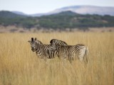 Zebras on the plains