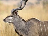 A beautiful kudu male