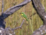 A Little BeeEater