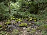 Blue Grotto walk- moss covered rocks