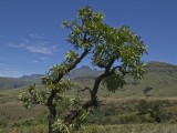 Cathkin Peak framed between tree
