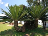  Mpu_03 - Modjadji cycad forest, near Tzaneen