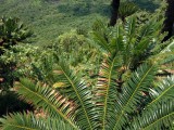  Mpu_04- Modjadji cycad forest, near Tzaneen