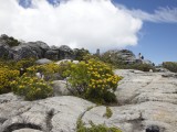 Wes_63 - The fynbos on top of Table Mountain