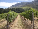 Wes_74 - Wineyards in Stellenbosch