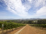 Wes_75 - Wineyards in Stellenbosch