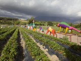 Wes_81 - Mooiberg Strawberry farm near Stellenbosch