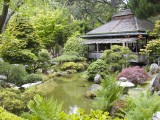 USA_24 - The Japanese gardens in San Francisco