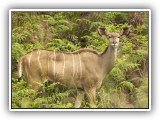 Buc_01 - Female Kudu