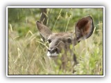 Buc_02 - Female Kuda hiding in the long grass