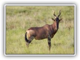 Buc_03 - Red Hartebeest