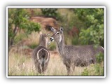 Buc_04 - Waterbuck front and back