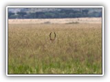 Buc_05 Waterbuck in l o n g  grass