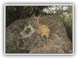 Buc_06 - Klipspringer