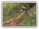 Buc_07 - Impala male