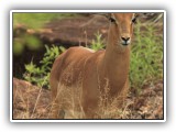 Buc_09 - Male Impala