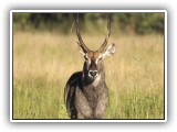 Buc_11 - Waterbuck
