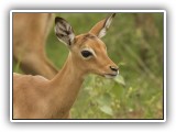 Buc_12 - another young Impala