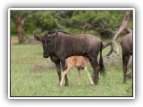 Buc_13 - Wildebeest with young one