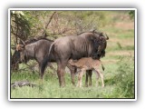 Buc_14 - just born wildebeest
