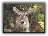 Buc_15 - Waterbuck female