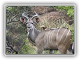 Buc_16 - Male Kudu