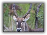 Buc_17 - Male Waterbuck