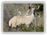 Buc_19 - young male Nyala