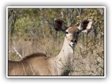 Buc_20 - female Nyala