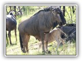 Buc_22 - Wildebeest with young one
