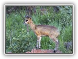 Buc_27 - Klipspringer