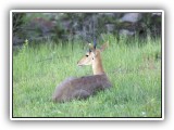 Buc_29 - Duiker