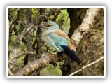 Bir_0106 European Roller