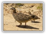 Bir_0109 - Crested Francolin