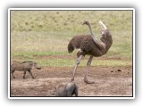 Bir_0119 - Ostrich showing who's boss