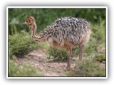 Bir_0120 - baby Ostrich