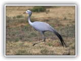 Bir_0121 - Blue Crane