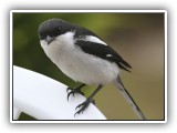 Bir_0124 - Fiscal Shrike
