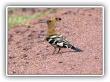 Bir_0128 - African Hoopoe