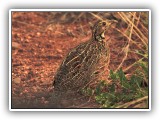 Bir_0129 - Shelleys Francolin