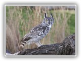 Bir_0130 - Spotted Eagle Owl