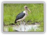Bir_0133 - Marabou Stork