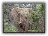 Ele_11 - Elephant