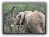 Ele_12 - an Elephant smells the air