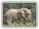 Ele_13 - a single Elephant bull in Welgevonden