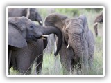 Ele_15 - an elephant herd in Welgevonden