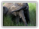 Ele_21 - an elephant herd in Welgevonden