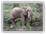 Ele_25 - a young bull Elephant making his way down the hillside