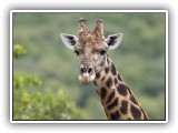 Gir01 - Giraffe